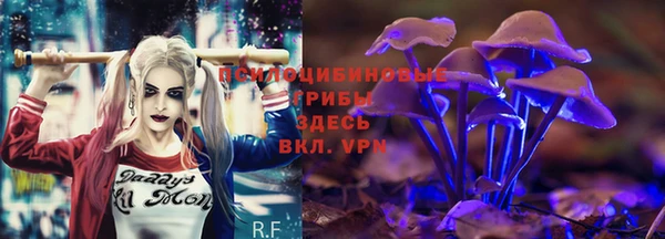 хмурый Аркадак